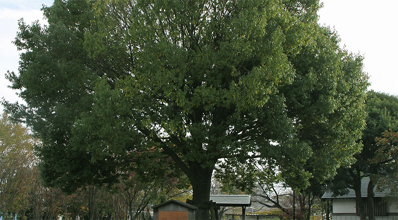 Japanese white oak trees