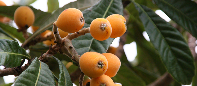The fruit of the biwa tree (loquats)