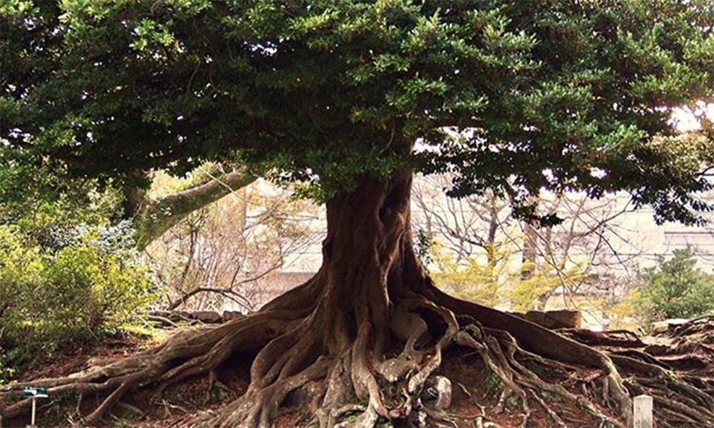 Isunoki Tree