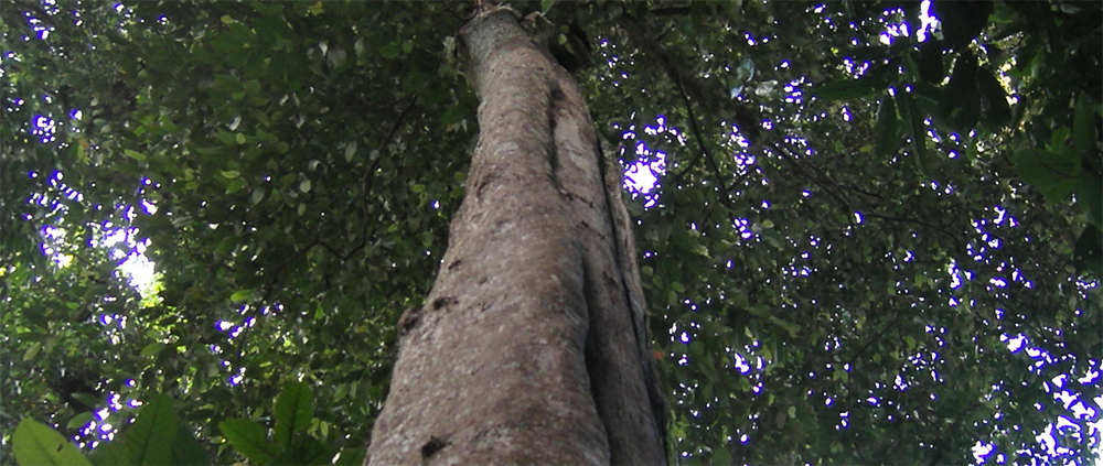 Tetsuboku Tree